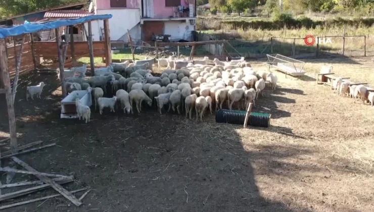 Şehir hayatını bırakıp köye yerleşti: Devlet desteği ile gelirini üç katına çıkardı