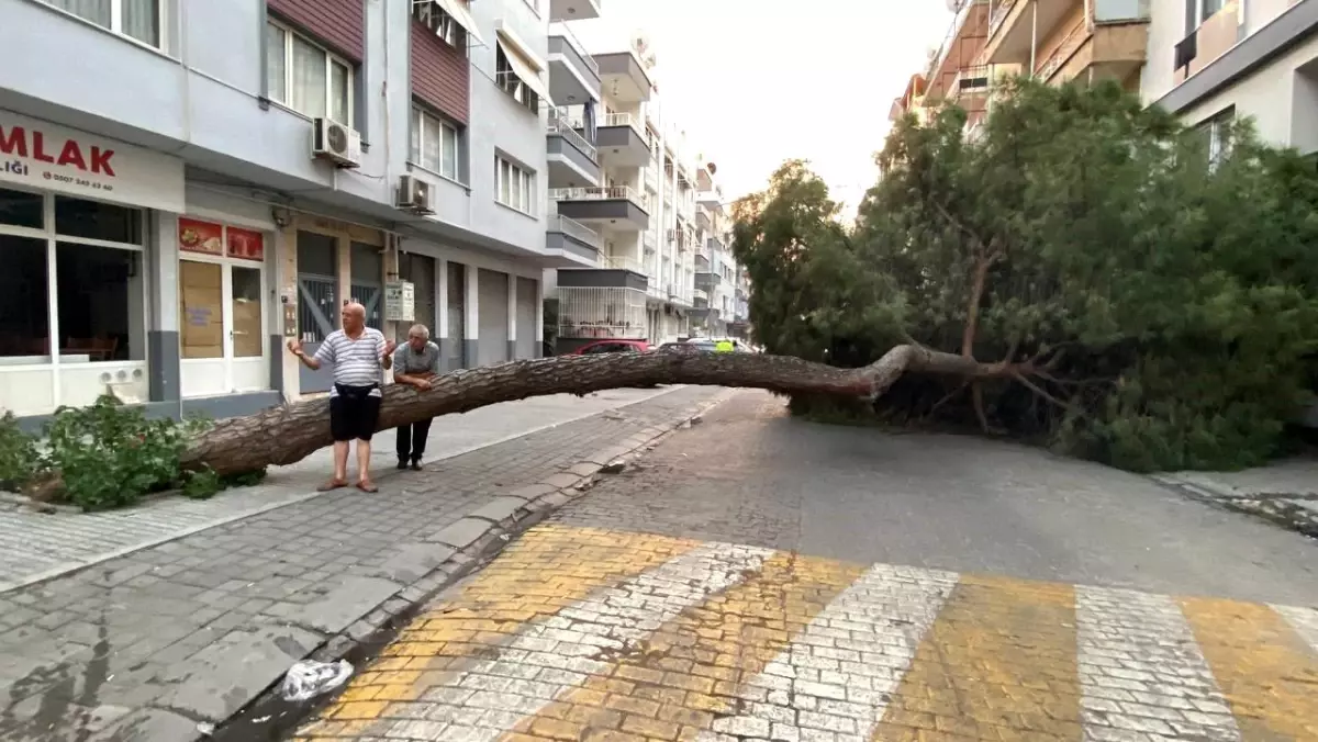 Aydın’da Okul Girişine Yakın Çam Ağacı Yola Devrildi