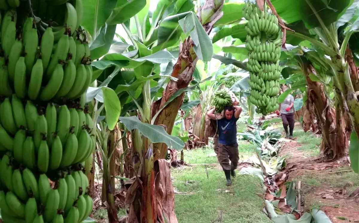 Mersin’de Muz Hasat Sezonu Başladı